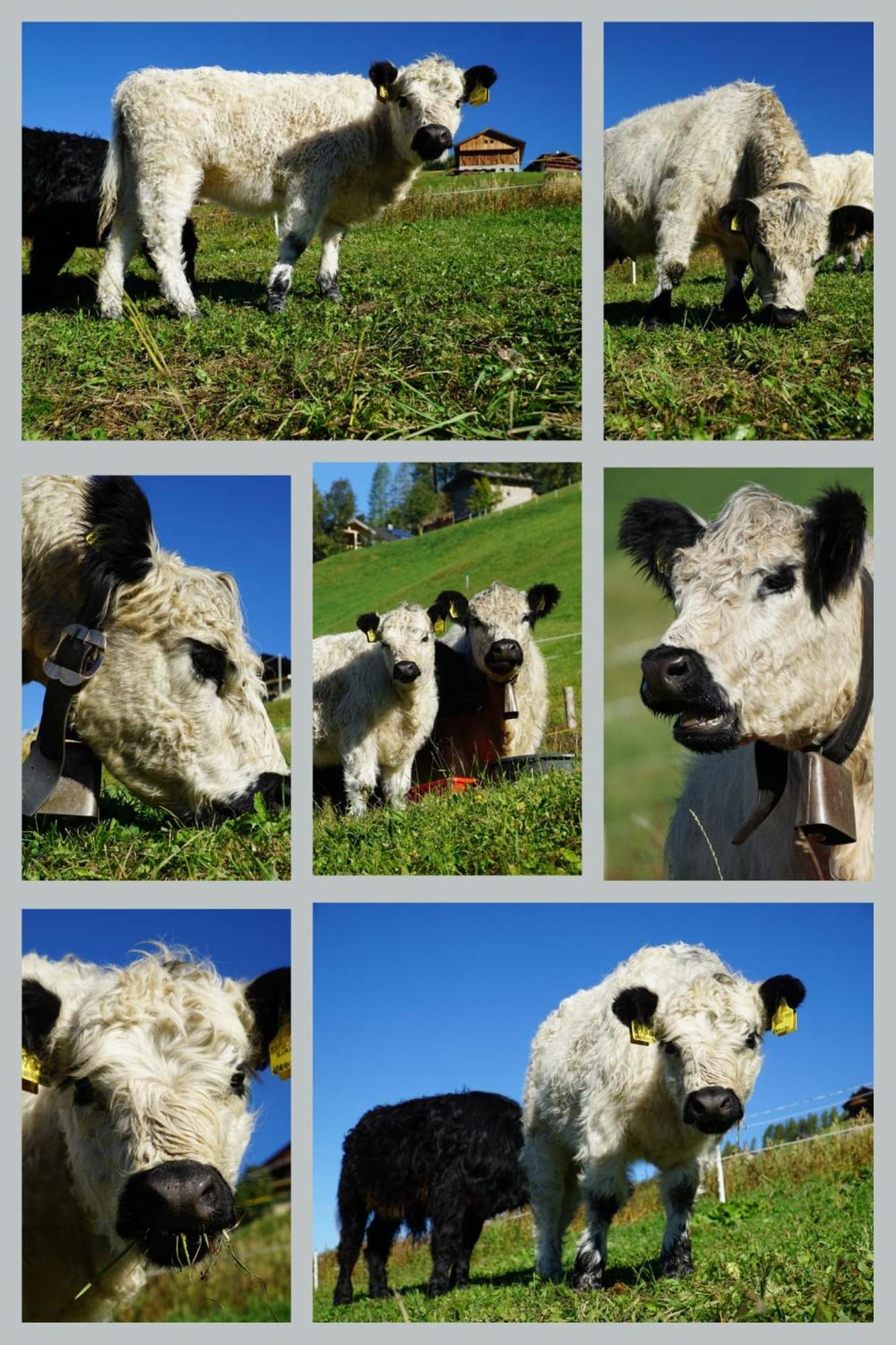 Kofelhof Villa Sexten ภายนอก รูปภาพ